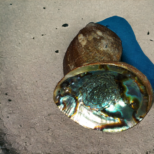Abalone Shell Large 6-7"