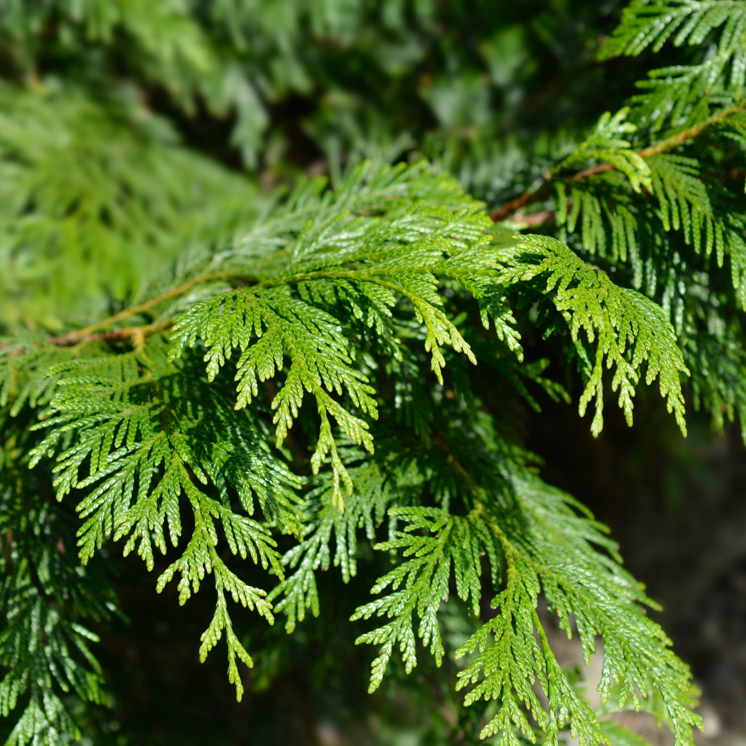 Evergreen Balm 