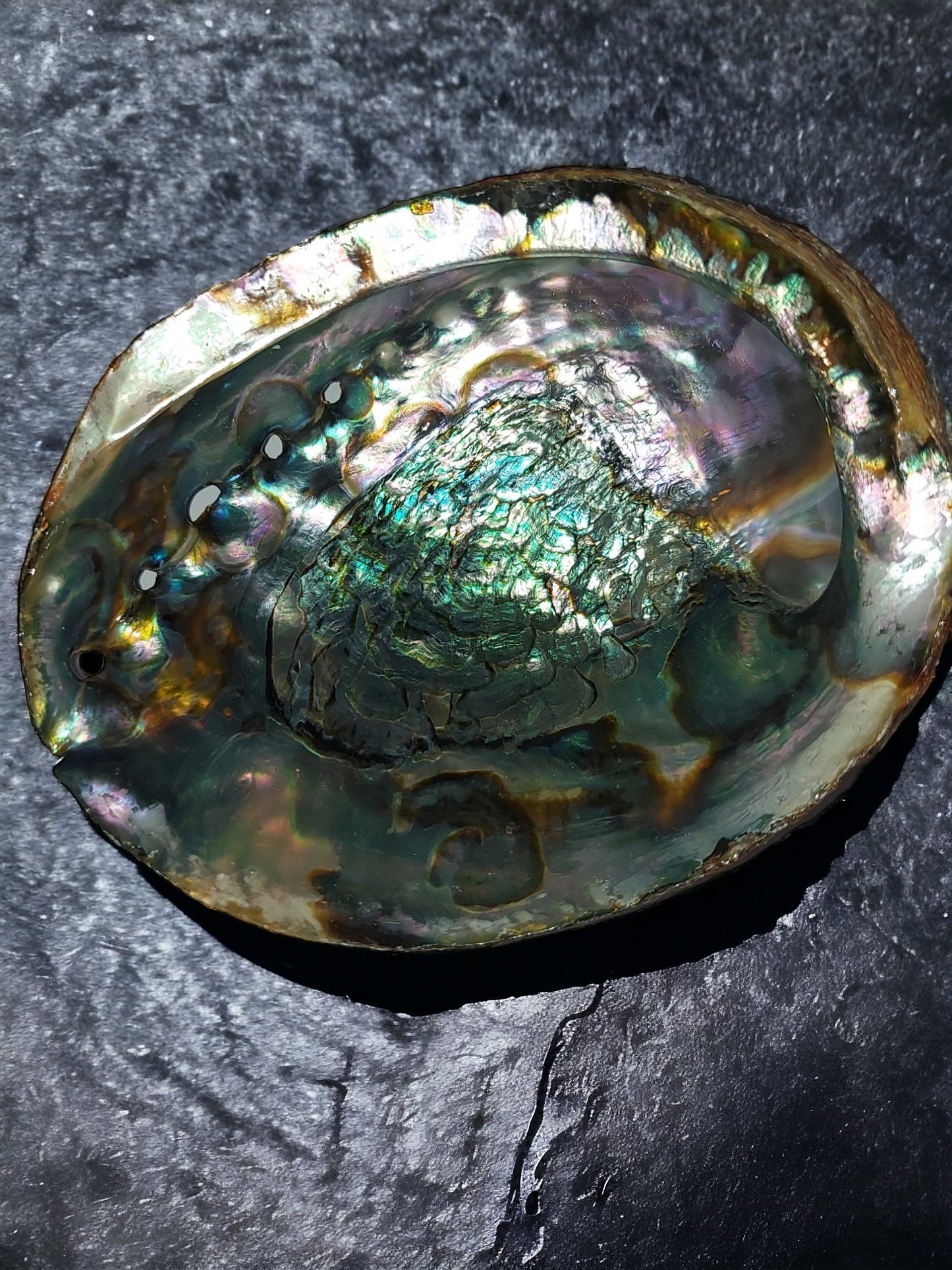 Abalone Shells